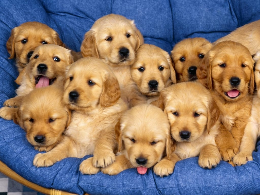 Un gruppo di cuccioli su un cuscino blu.
