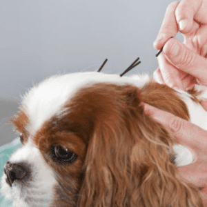 agopuntura veterinaria